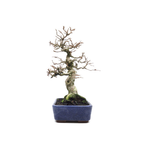 Buiten Bonsai Carpinus coreana blauwe rechthoekige pot 16cm, hoogte 30cm