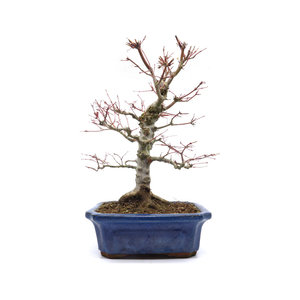 Acer palmatum blauwe mokko pot 21cm, hoogte 36cm