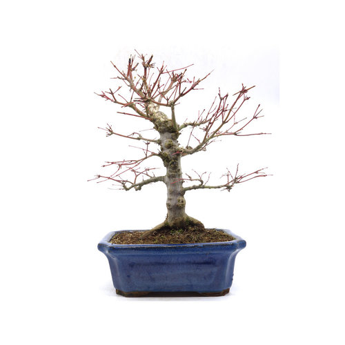 Outdoor Bonsai Acer palmatum blue mokko pot 21cm, height 36cm
