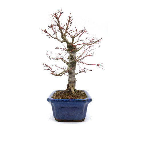 Outdoor Bonsai Acer palmatum blue mokko pot 21cm, height 36cm