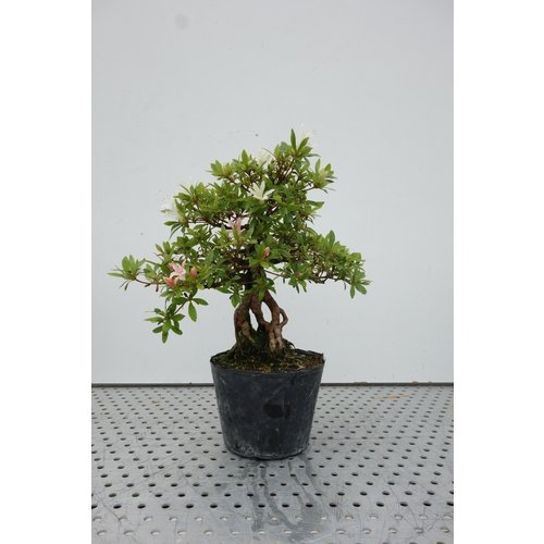 Buiten Bonsai Rhododendron plastic pouch 18cm, hoogte ~38cm