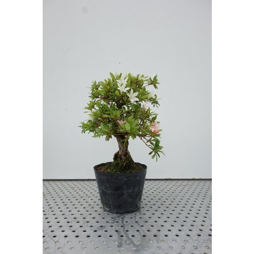 Buiten Bonsai Rhododendron plastic pouch 18cm, hoogte ~38cm