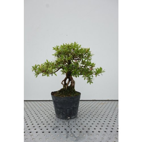 Buiten Bonsai Rhododendron plastic pouch 18cm, hoogte ~38cm