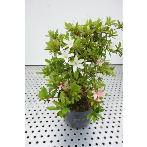 Buiten Bonsai Rhododendron plastic pouch 18cm, hoogte ~38cm