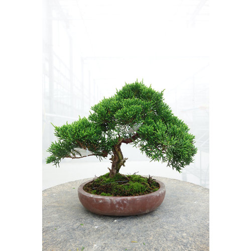 Buiten Bonsai Juniperus chinensis ongeglazuurde ovale pot 16cm, hoogte ~22cm