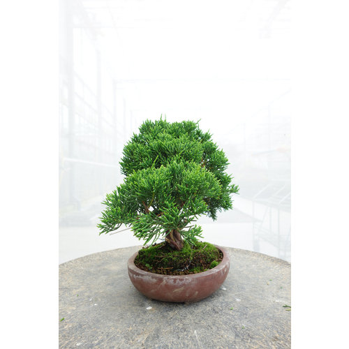 Buiten Bonsai Juniperus chinensis ongeglazuurde ovale pot 16cm, hoogte ~22cm