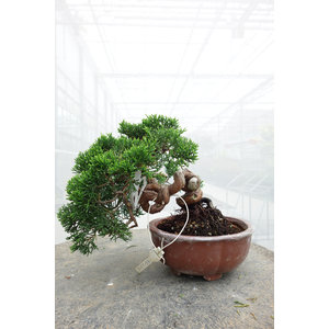 Juniperus chinensis ongeglazuurde ronde pot 15cm, hoogte ~20cm