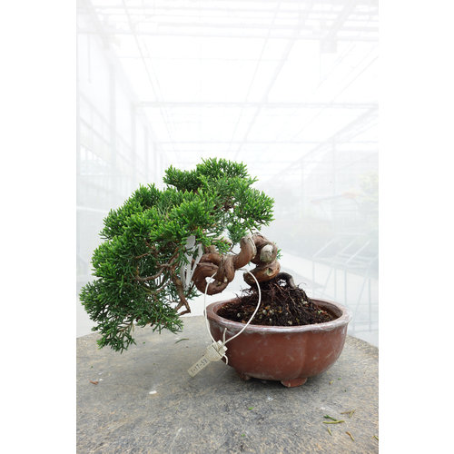 Buiten Bonsai Juniperus chinensis ongeglazuurde ronde pot 15cm, hoogte ~20cm