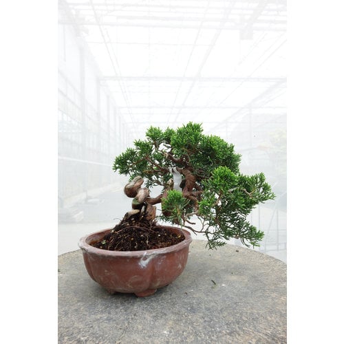 Buiten Bonsai Juniperus chinensis ongeglazuurde ronde pot 15cm, hoogte ~20cm