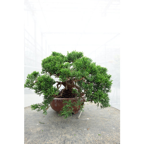 Outdoor Bonsai Juniperus chinensis unglazed round pot 15cm, height ~20cm