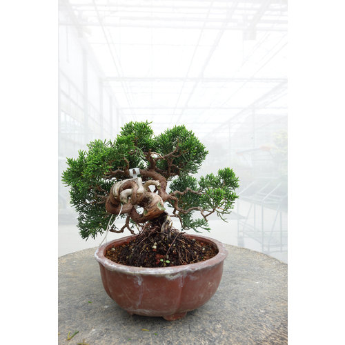 Buiten Bonsai Juniperus chinensis ongeglazuurde ronde pot 15cm, hoogte ~20cm
