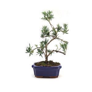 Podocarpus macrophylla blue rectangular pot 20cm, height ~40cm