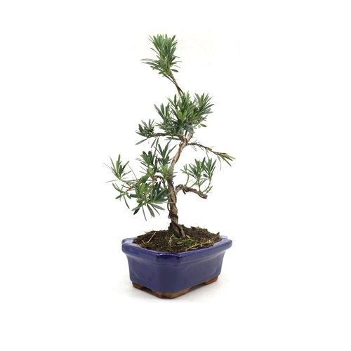 Buiten Bonsai Podocarpus macrophylla blauwe rechthoekige pot 20cm, hoogte  ~40cm