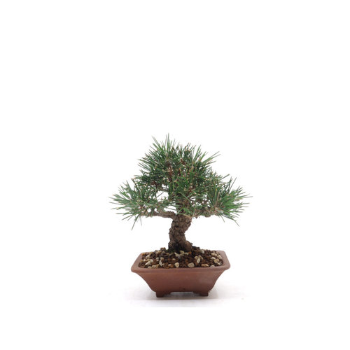 Shohin Pinus thunbergii unglazed round pot 9cm, height ~17cm Shohin Pinus thunbergii unglazed round pot 9cm, height ~17cm