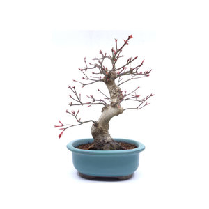 Acer palmatum 'Beni chidori' green ovalpot 17cm, height 34cm