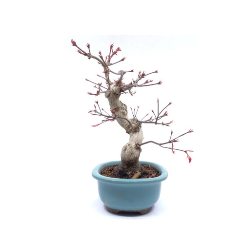 Buiten Bonsai Acer palmatum Beni chidori groene ovaal pot 17cm, hoogte 34cm