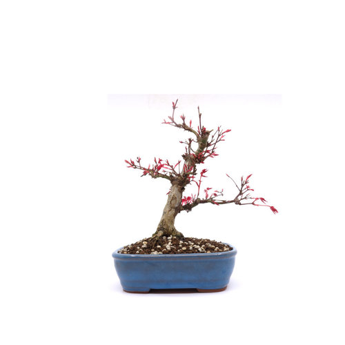 Acer palmatum Deshojo blauwe rechthoekige pot 17cm, hoogte ~30cm Acer palmatum Deshojo blauwe rechthoekige pot 17cm, hoogte ~30cm