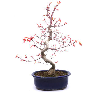 Acer palmatum Beni chidori  blauwe ovale pot 24cm, hoogte ~50cm