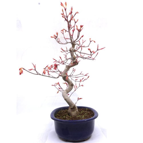 Outdoor Bonsai Acer palmatum 'Beni chidori' blue oval pot 24cm, height 50cm