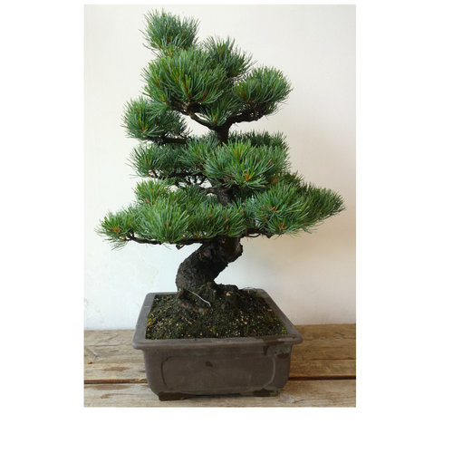 Buiten Bonsai Pinus parviflora ongeglazuurde rechthoekige pot 31cm, hoogte ~60cm