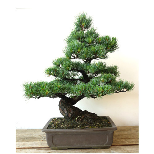 Bonsai Pinus parviflora unglazed rectangular pot 31cm, height ~60cm Bonsai Pinus parviflora unglazed rectangular pot 31cm, height ~60cm