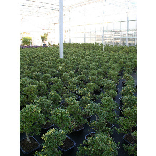 Outdoor Bonsai Ilex crenata, blue rectangular pot 20cm, height ~36cm