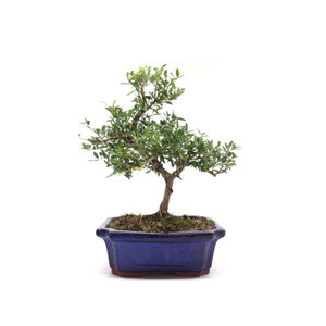Buiten Bonsai Ilex crenata blauwe rechthoekige pot 20cm, hoogte ~36cm