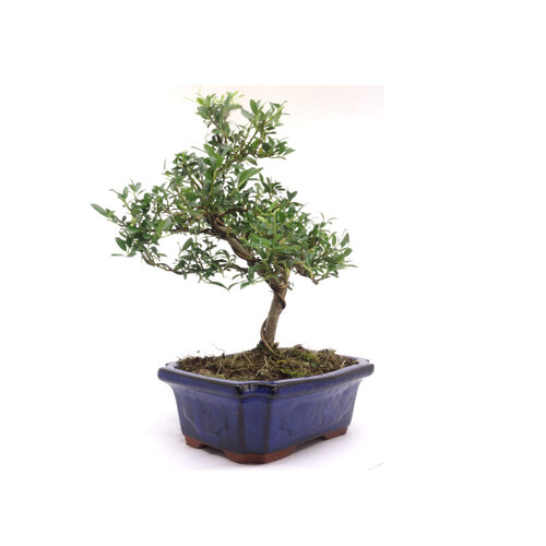 Outdoor Bonsai Ilex crenata, blue rectangular pot 20cm, height ~36cm