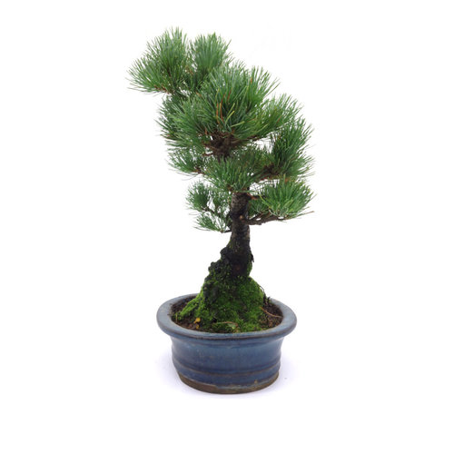 Buiten Bonsai Pinus parviflora blauwe ovale pot 18cm, hoogte ~34cm