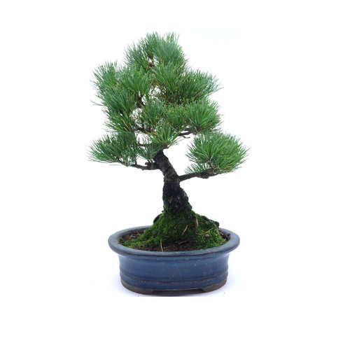 Buiten Bonsai Pinus parviflora blauwe ovale pot 18cm, hoogte ~34cm