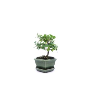 Binnen Bonsai Premna groene hexagonale pot 15 cm, hoogte ~20cm