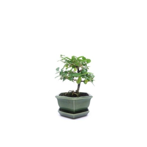 Indoor Bonsai Premna green hexagon pot 15 cm, height ~20cm Indoor Bonsai Premna green hexagon pot 15 cm, height ~20cm