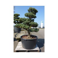 Tuinboom Pinus Pentaphylla ca. 1.10 meter