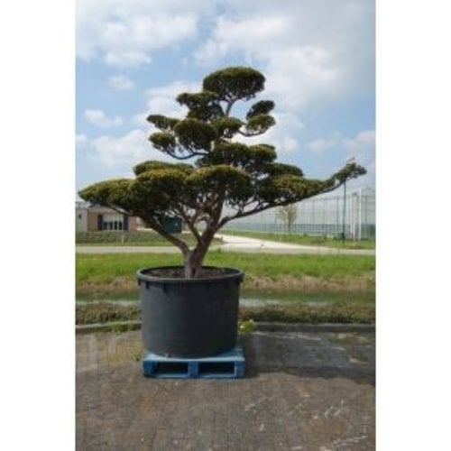 Taxus Cuspidata ca. 2.30 meter