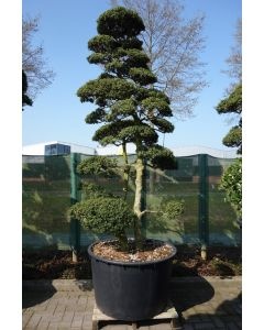 dracaena surculosa Dracaena Surculosa -Florida Beauty, gold dust, spotted Dracaena – Plant  Studio main image 0