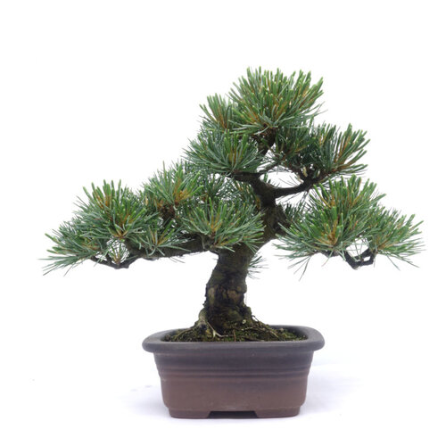 Bonsai