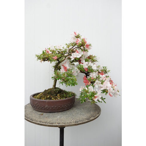 Buiten Bonsai Rhododendron 'Kotaro' ongeglazuurde trommel pot 23cm, hoogte ~40cm