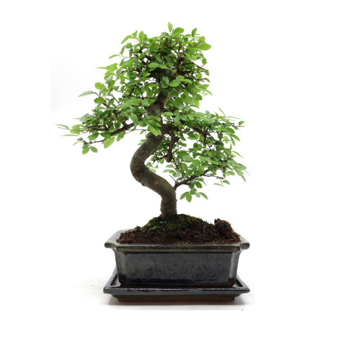 Indoor Bonsai Zelkova shape green rectangular pot 20cm, height ~ 35cm