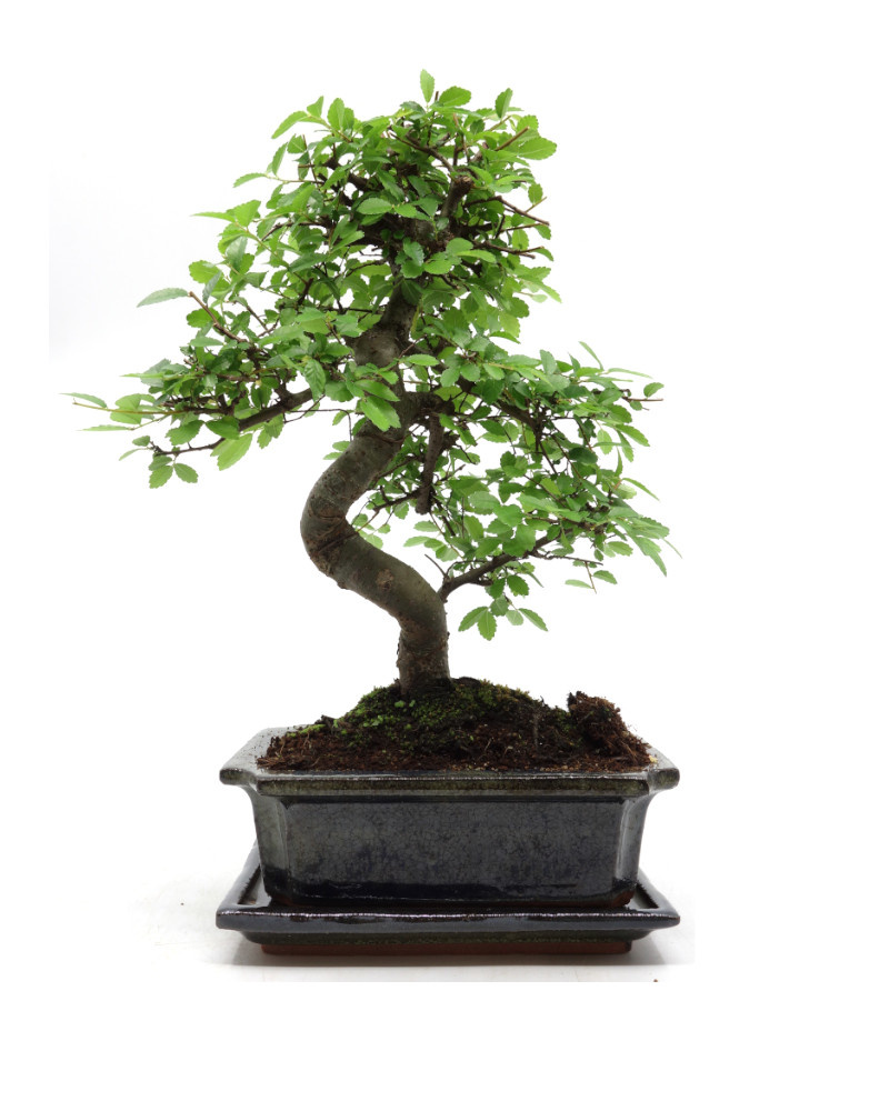 Indoor Bonsai Zelkova shape green rectangular pot 20cm, height 35cm