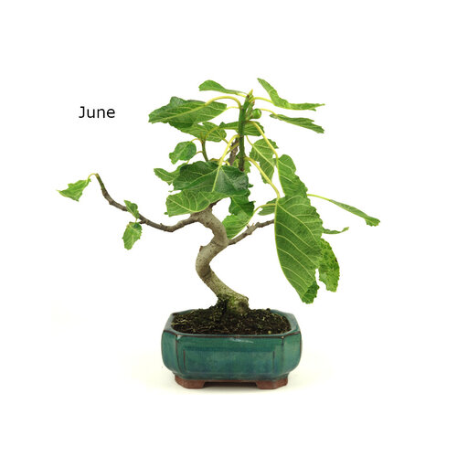 Buiten Bonsai Ficus carica groene mokko pot 15cm, hoogte 36cm