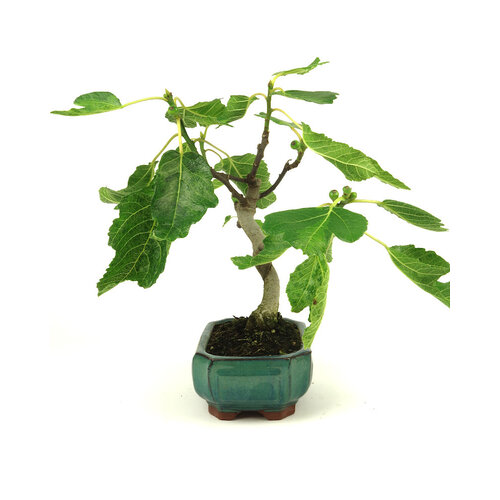 Outdoor Ficus carica green rectangular pot 15cm, height 36cm