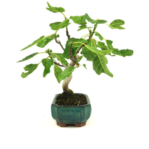 Outdoor Ficus carica green rectangular pot 15cm, height 36cm