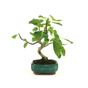 Ficus carica groene mokko pot 15cm, hoogte 36cm