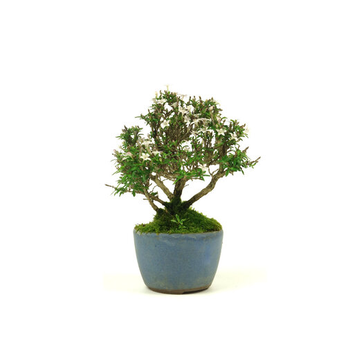 Shohin Buiten Bonsai Serissa japonica ronde licht blauwe pot 8cm, hoogte ~20cm