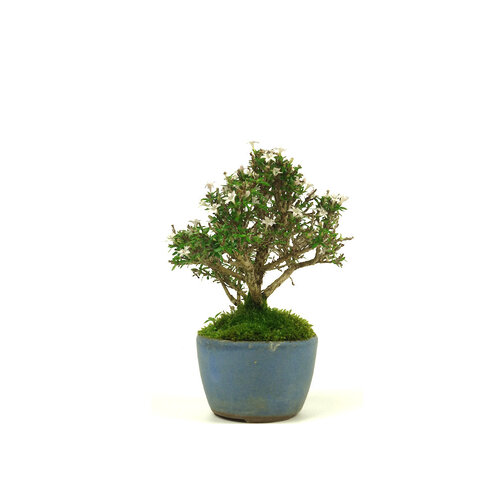 Shohin Buiten Bonsai Serissa japonica round light blue pot 8cm, height ~20cm