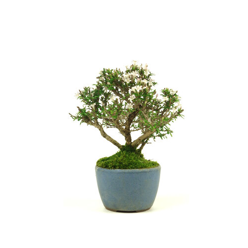 Shohin Buiten Bonsai Serissa japonica round light blue pot 8cm, height ~20cm