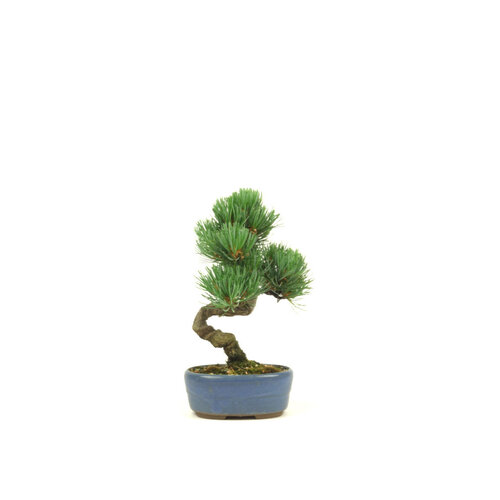 Shohin Pinus parviflora blue oval pot 12cm, height ~24cm Shohin Pinus parviflora blue oval pot 12cm, height ~24cm