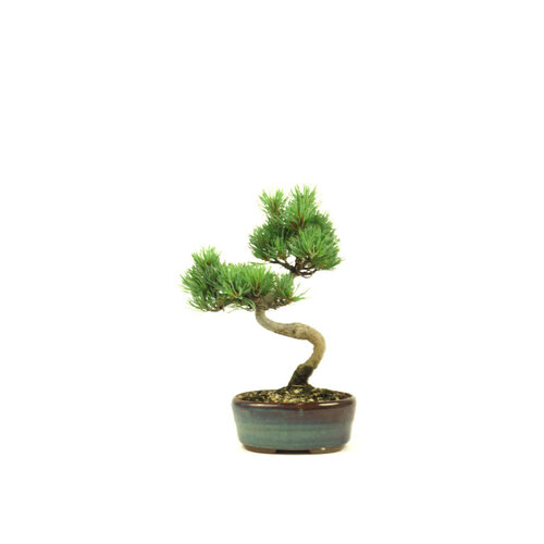 Shohin Pinus parviflora blauwe ovale pot 12cm, hoogte ~25cm Shohin Pinus parviflora blauwe ovale pot 12cm, hoogte ~25cm