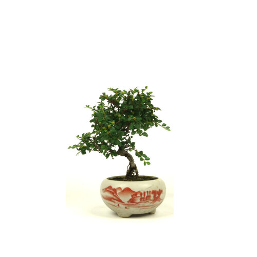Shohin Bonsai Cotoneaster white round pot 10cm, height ~21cm Shohin Bonsai Cotoneaster white round pot 10cm, height ~21cm