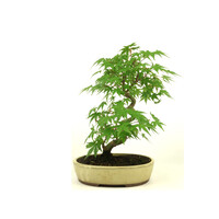 Acer palmatum creme oval pot 20cm, height ~36cm